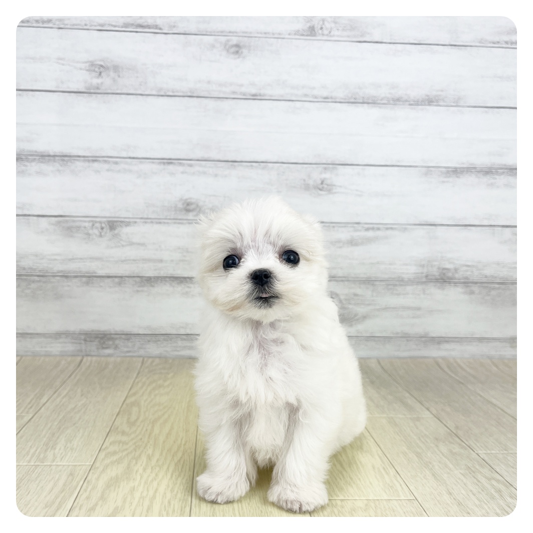 愛知県のマルチーズ (犬の家＆猫の里愛知刈谷店/2026年6月14日生まれ/女の子/ホワイト)の子犬