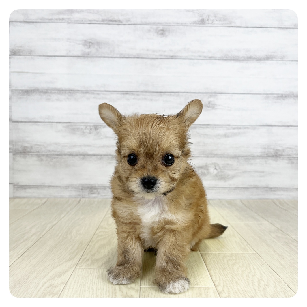 愛知県のチワプー/プーチー(チワワ×プードル) (犬の家＆猫の里愛知刈谷店/2026年6月17日生まれ/男の子/レッド)の子犬