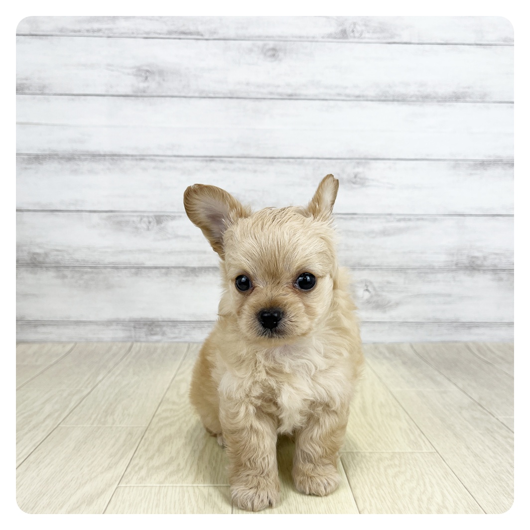 ハーフ犬男の子の写真