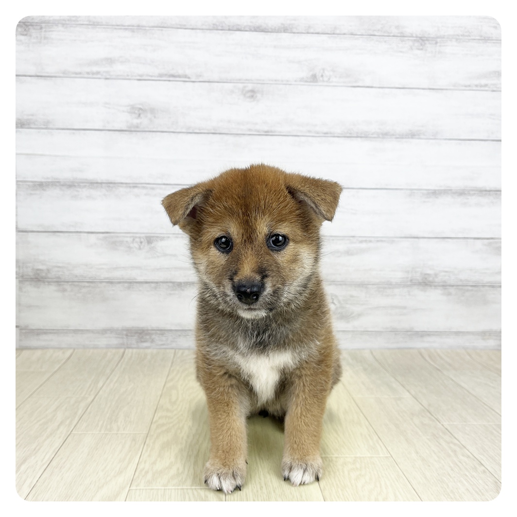 愛知県の柴犬(標準サイズ) (犬の家＆猫の里アミーゴ神の倉店/2026年6月17日生まれ/女の子/赤)の子犬
