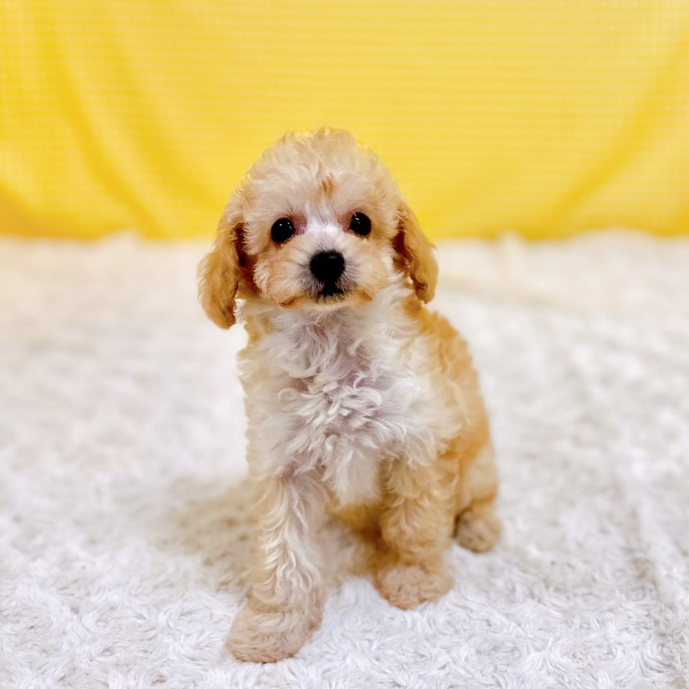 愛知県のトイプードル(トイ) (犬の家＆猫の里一宮店/2026年6月13日生まれ/女の子/ペールフォーン)の子犬の1枚目の画像