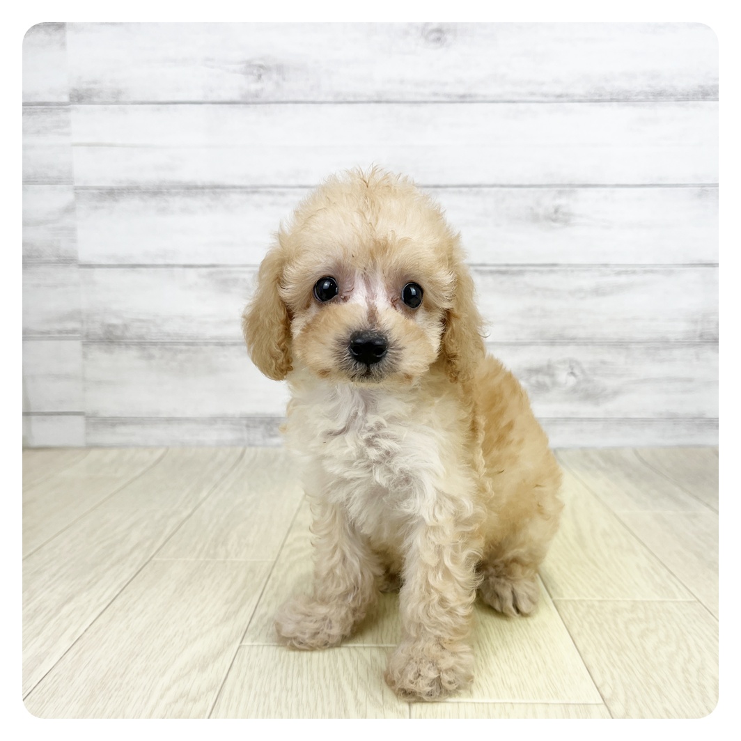 愛知県のトイプードル(トイ) (犬の家＆猫の里一宮店/2026年6月13日生まれ/女の子/ペールフォーン)の子犬