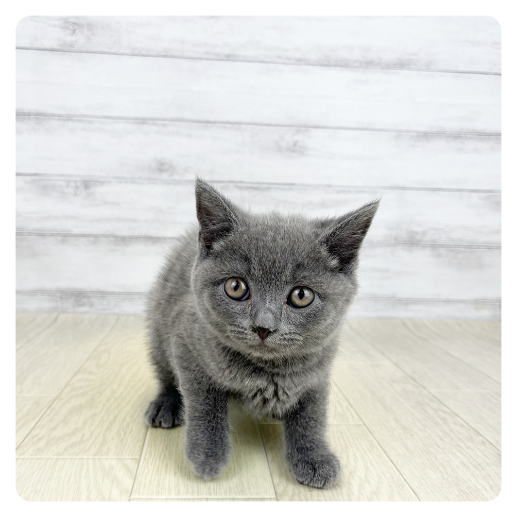愛知県のブリティッシュショートヘアー (犬の家＆猫の里一宮店/2026年6月13日生まれ/男の子/ブルー)の子猫