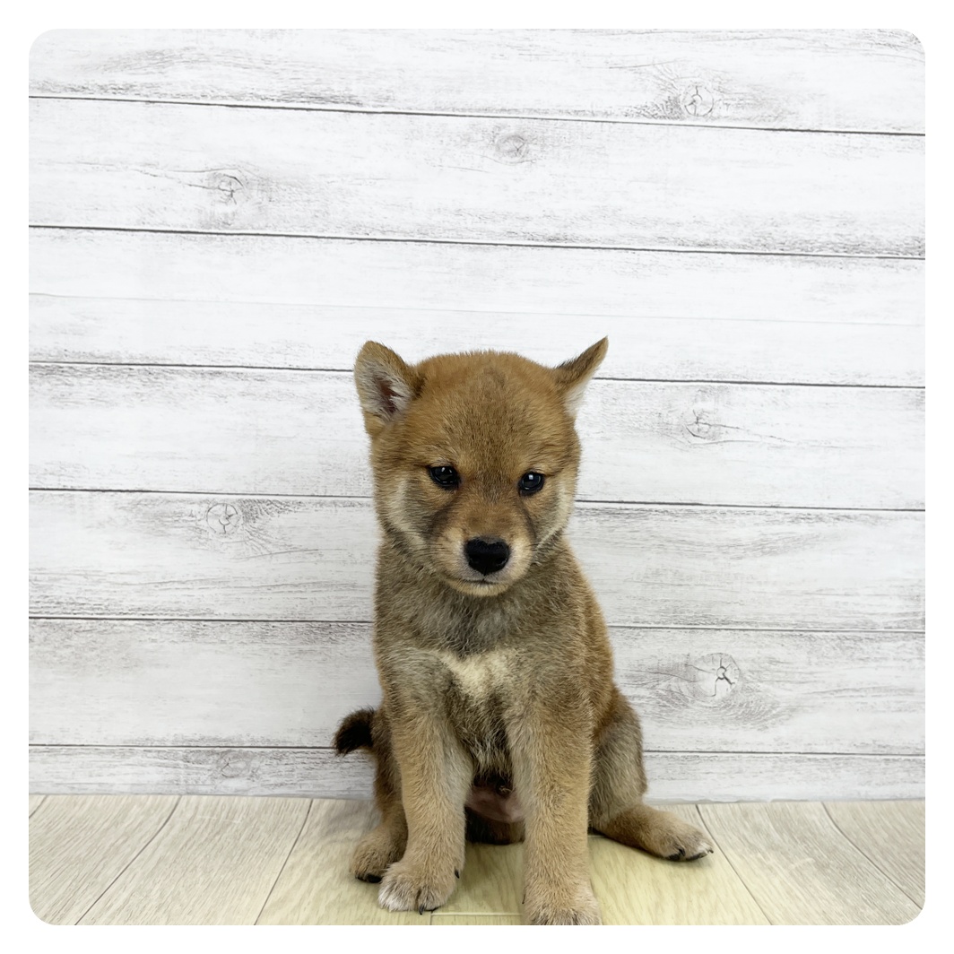 愛知県の柴犬(標準サイズ) (犬の家＆猫の里愛知刈谷店/2026年6月17日生まれ/男の子/赤)の子犬