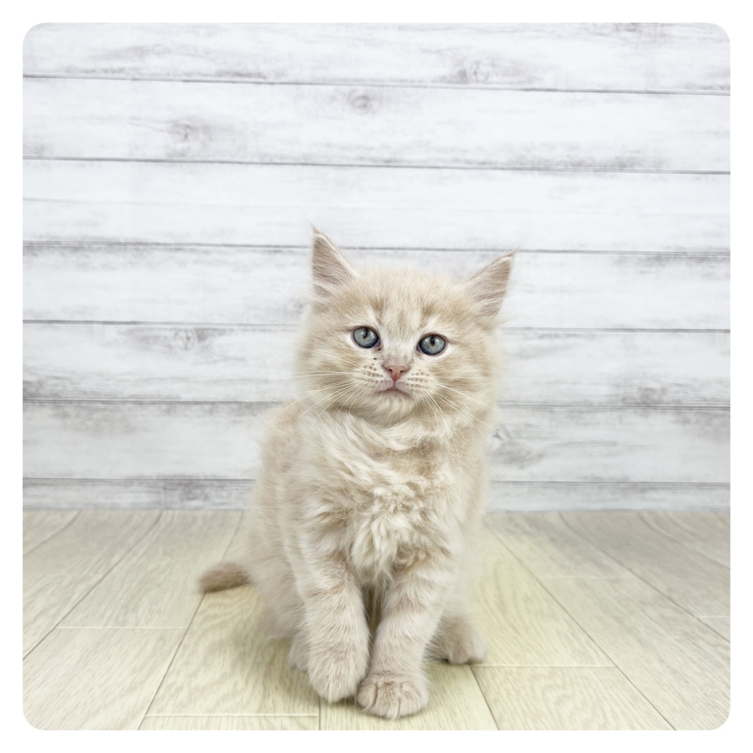 愛知県のミヌエット (犬の家＆猫の里一宮店/2026年6月17日生まれ/男の子/クリームタビー)の子猫