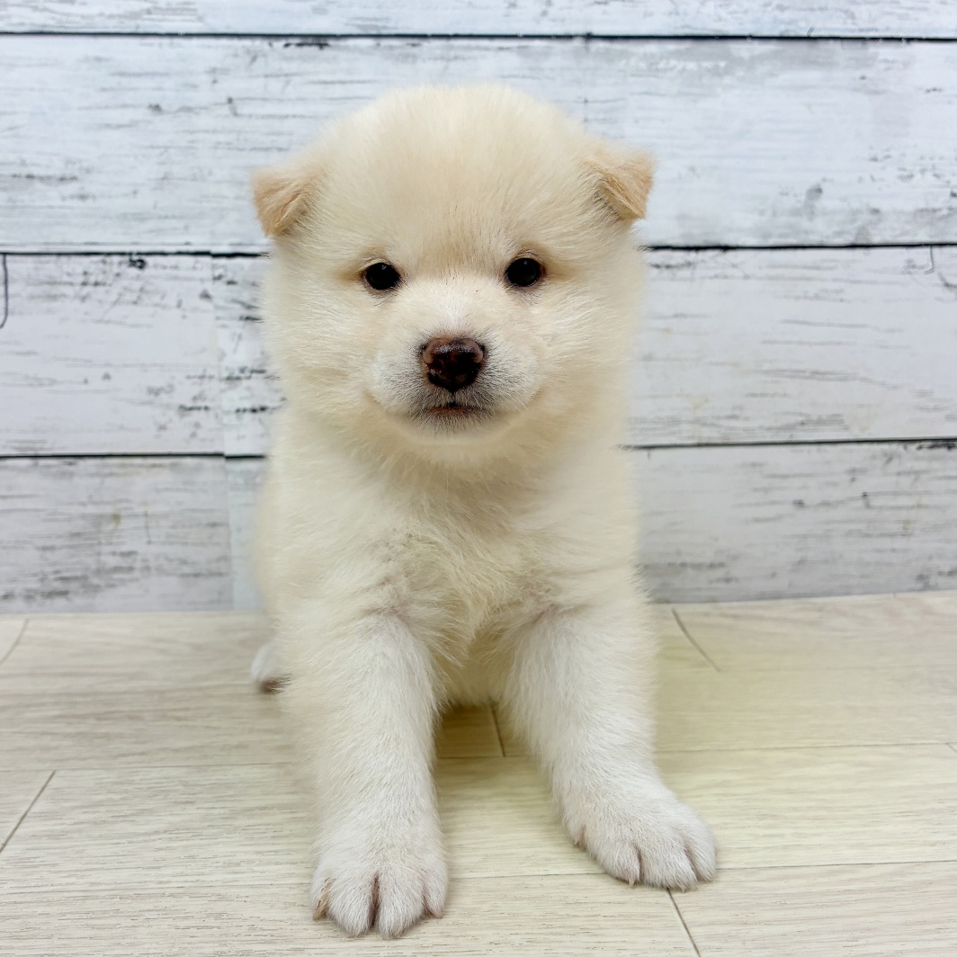 2026年6月14日生まれの柴犬(標準サイズ)
