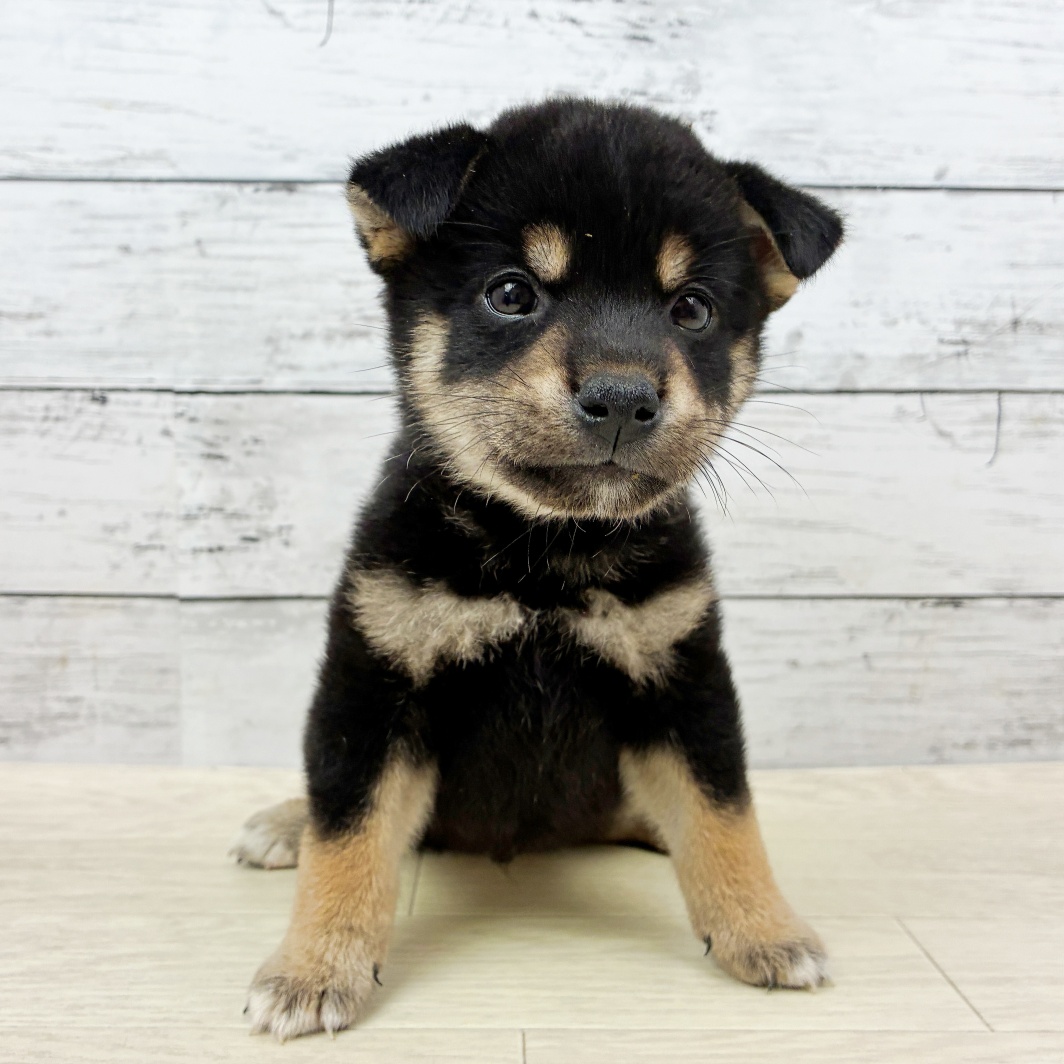 滋賀県の柴犬(標準サイズ) (犬の家＆猫の里近江八幡店/2026年6月17日生まれ/男の子/黒)の子犬