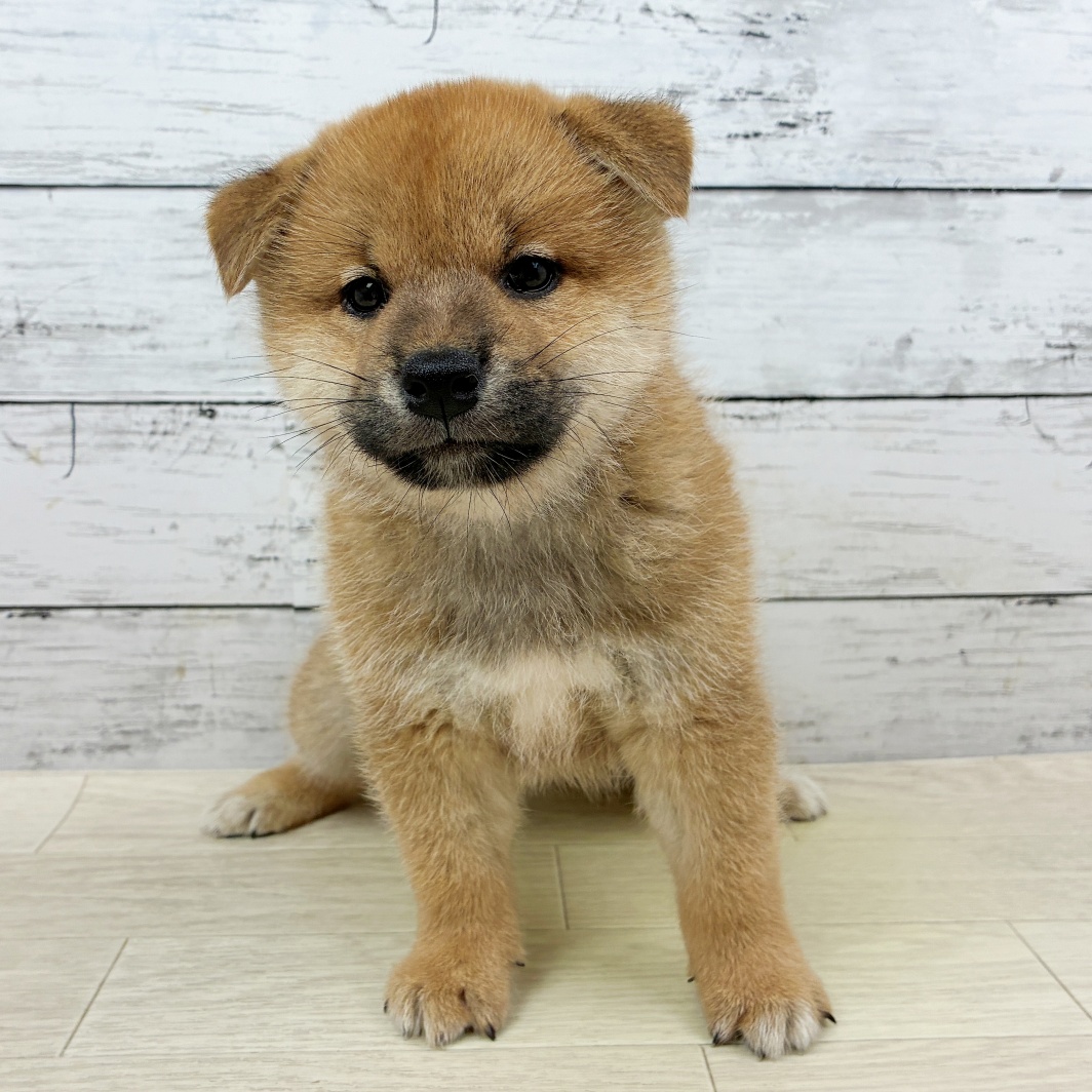 兵庫県の柴犬(標準サイズ) (犬の家＆猫の里川西店/2026年6月15日生まれ/男の子/赤)の子犬