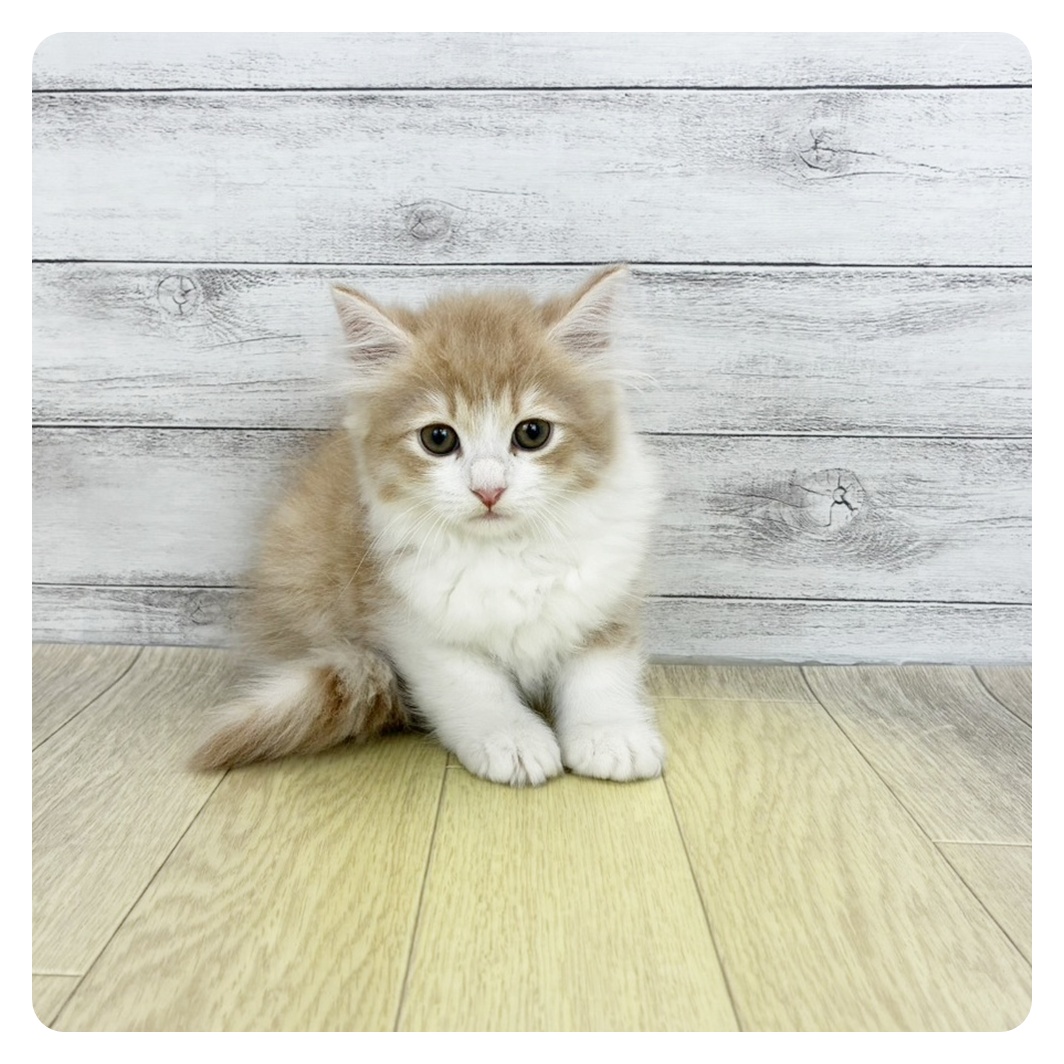 兵庫県のサイベリアン (犬の家＆猫の里神戸店/2026年6月17日生まれ/男の子/クリームタビーホワイト)の子猫