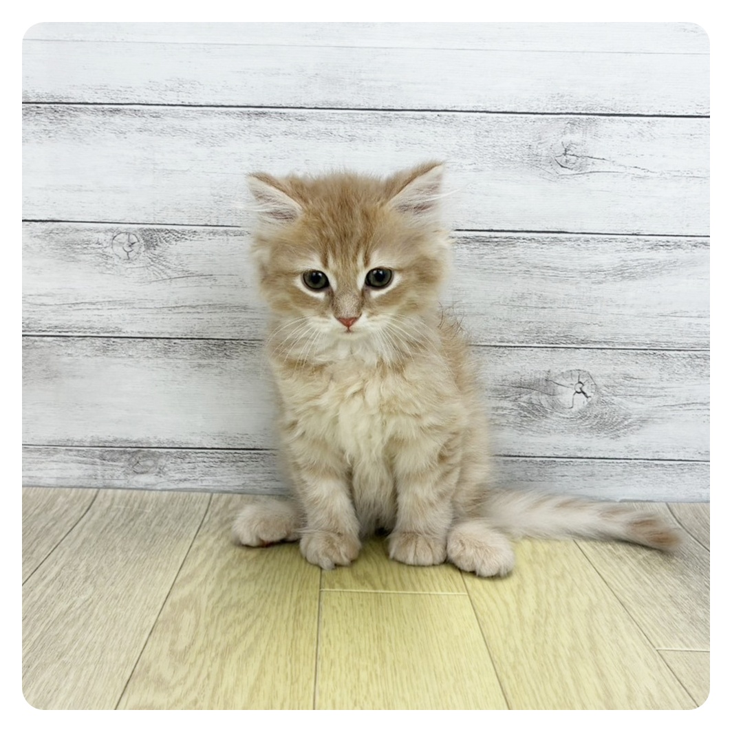 大阪府のサイベリアン (犬の家＆猫の里もりのみやキューズモールBASE店/2026年6月17日生まれ/男の子/クリームタビー)の子猫の2枚目の画像
