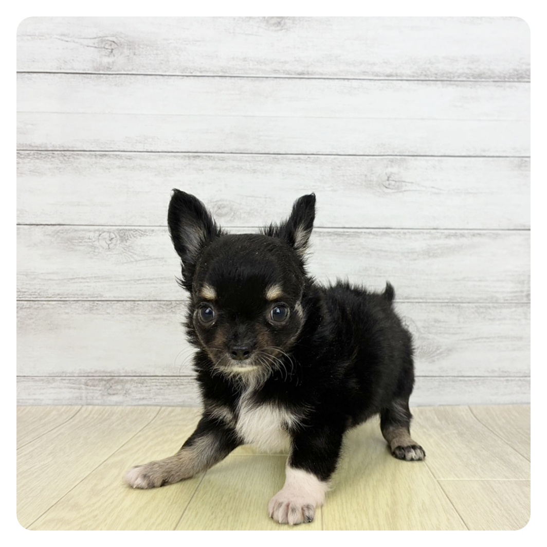 岡山県のチワワ(ロング) (犬の家＆猫の里天満屋ハピーズ西大寺モール店/2026年6月15日生まれ/女の子/ブラックタンホワイト)の子犬