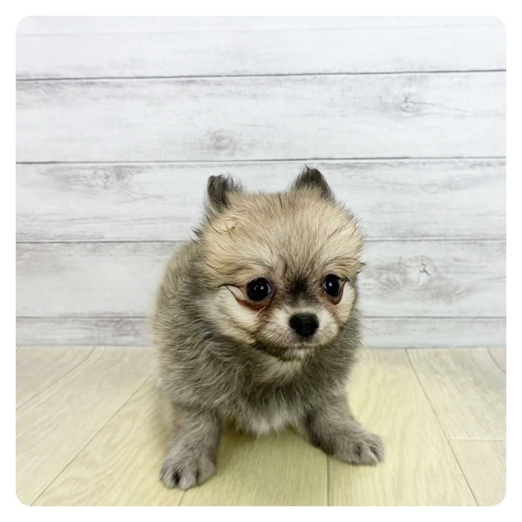 兵庫県のポメチワ/チワポメ/ポメチー(ポメラニアン×チワワ) (犬の家＆猫の里尼崎店/2026年6月15日生まれ/女の子/フォーン)の子犬の2枚目の画像