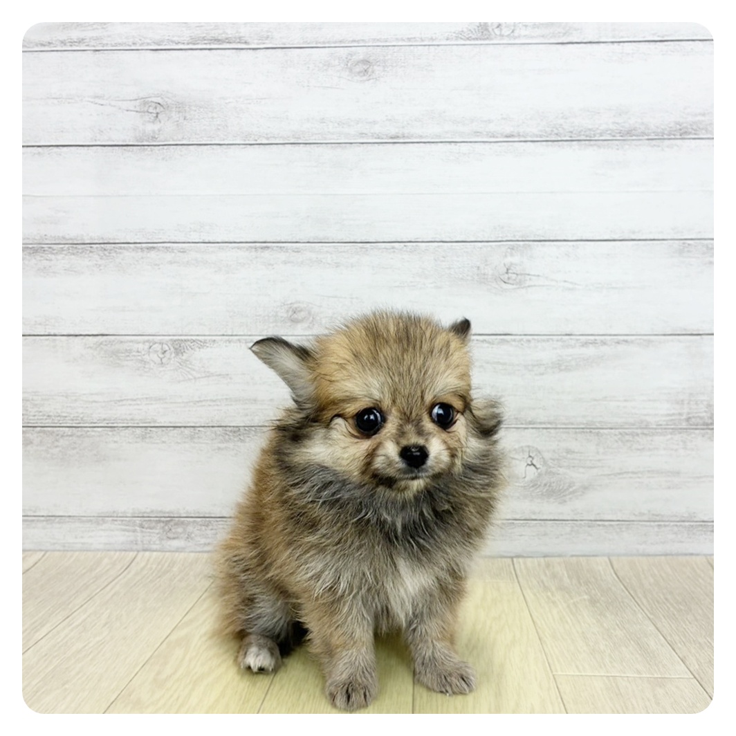 兵庫県のポメチワ/チワポメ/ポメチー(ポメラニアン×チワワ) (犬の家＆猫の里カナート西神戸店/2026年6月15日生まれ/女の子/フォーン)の子犬の2枚目の画像