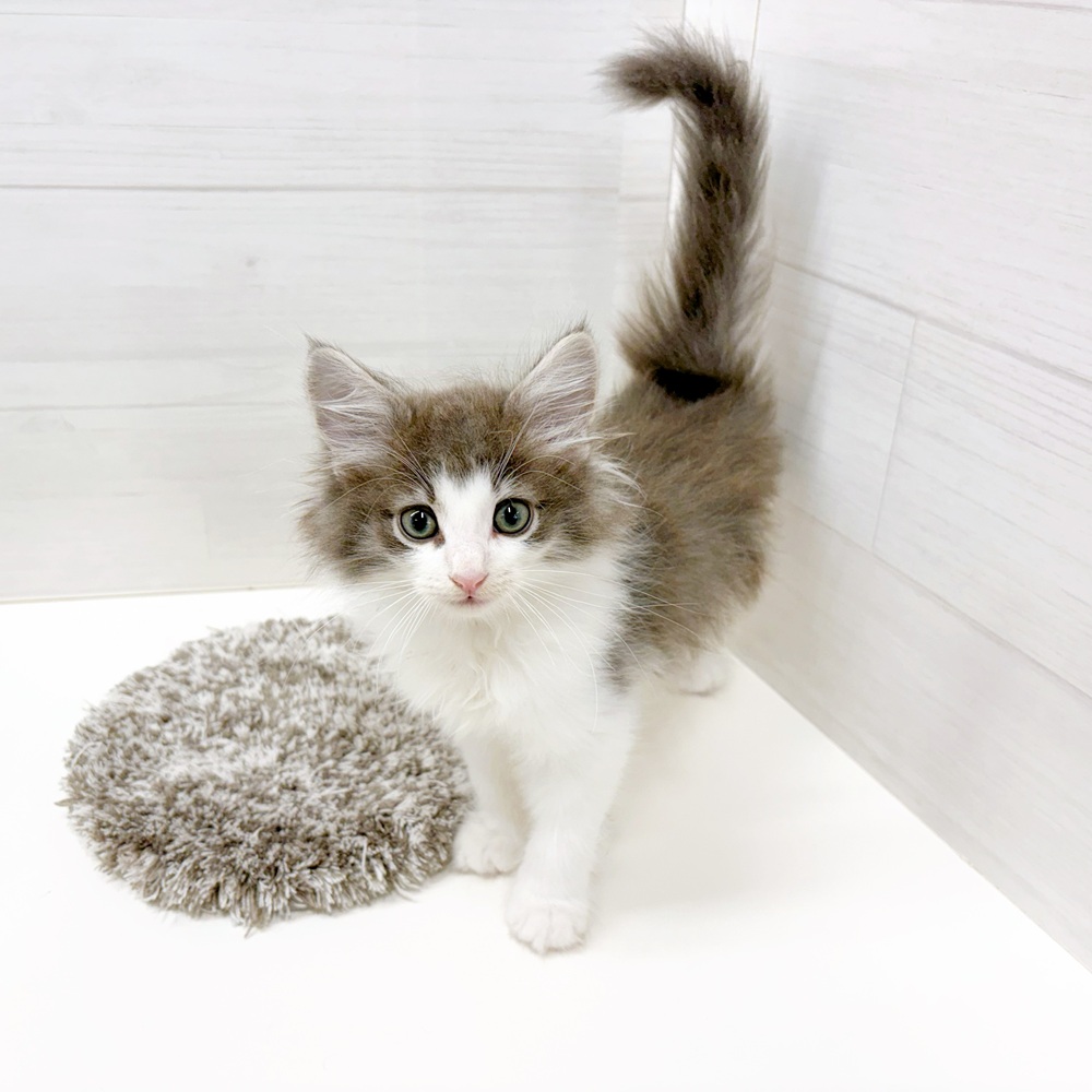 石川県のノルウェージャンフォレストキャット (犬の家＆猫の里アミーゴ金沢おこばた店/2026年6月13日生まれ/男の子/ブルータビーホワイト)の子猫の1枚目の画像