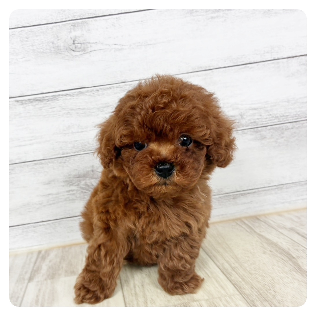 兵庫県のトイプードル(ティーカップ) (犬の家＆猫の里神戸店/2026年6月19日生まれ/男の子/レッドフォーン)の子犬