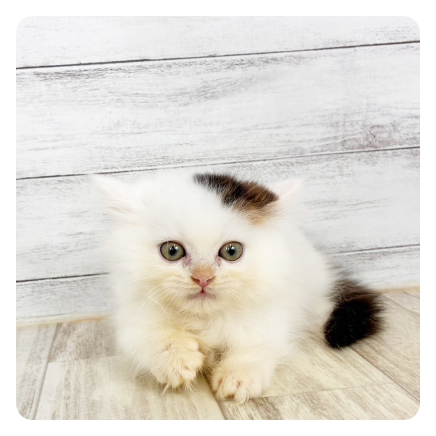 富山県のミヌエット (犬の家＆猫の里富山店/2026年6月19日生まれ/男の子/ブラウンタビーホワイト)の子猫