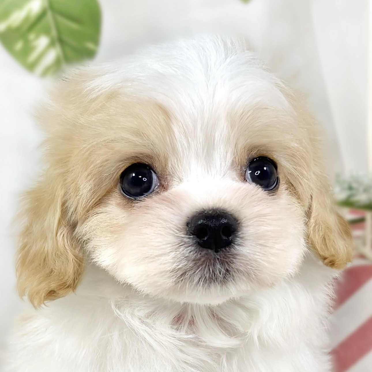 ハーフ犬男の子の写真