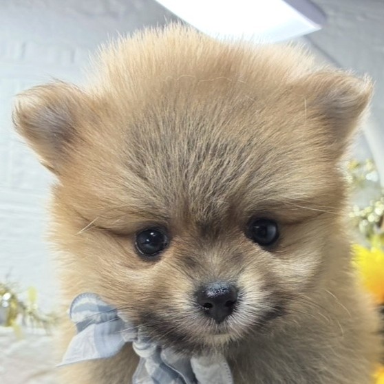 岡山県のポメラニアン (犬の家＆猫の里天満屋ハピーズ西大寺モール店/2026年6月20日生まれ/男の子/オレンジ)の子犬