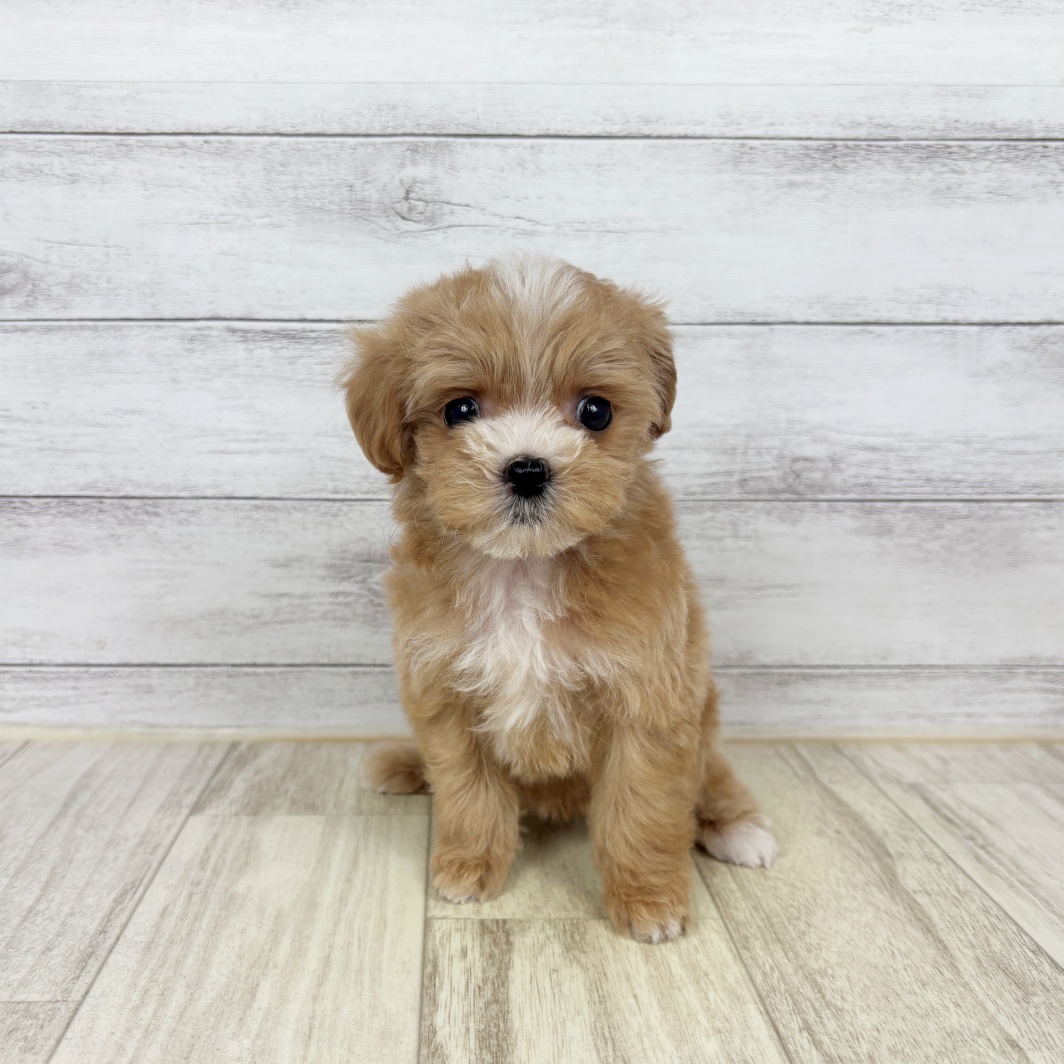 ハーフ犬女の子の写真