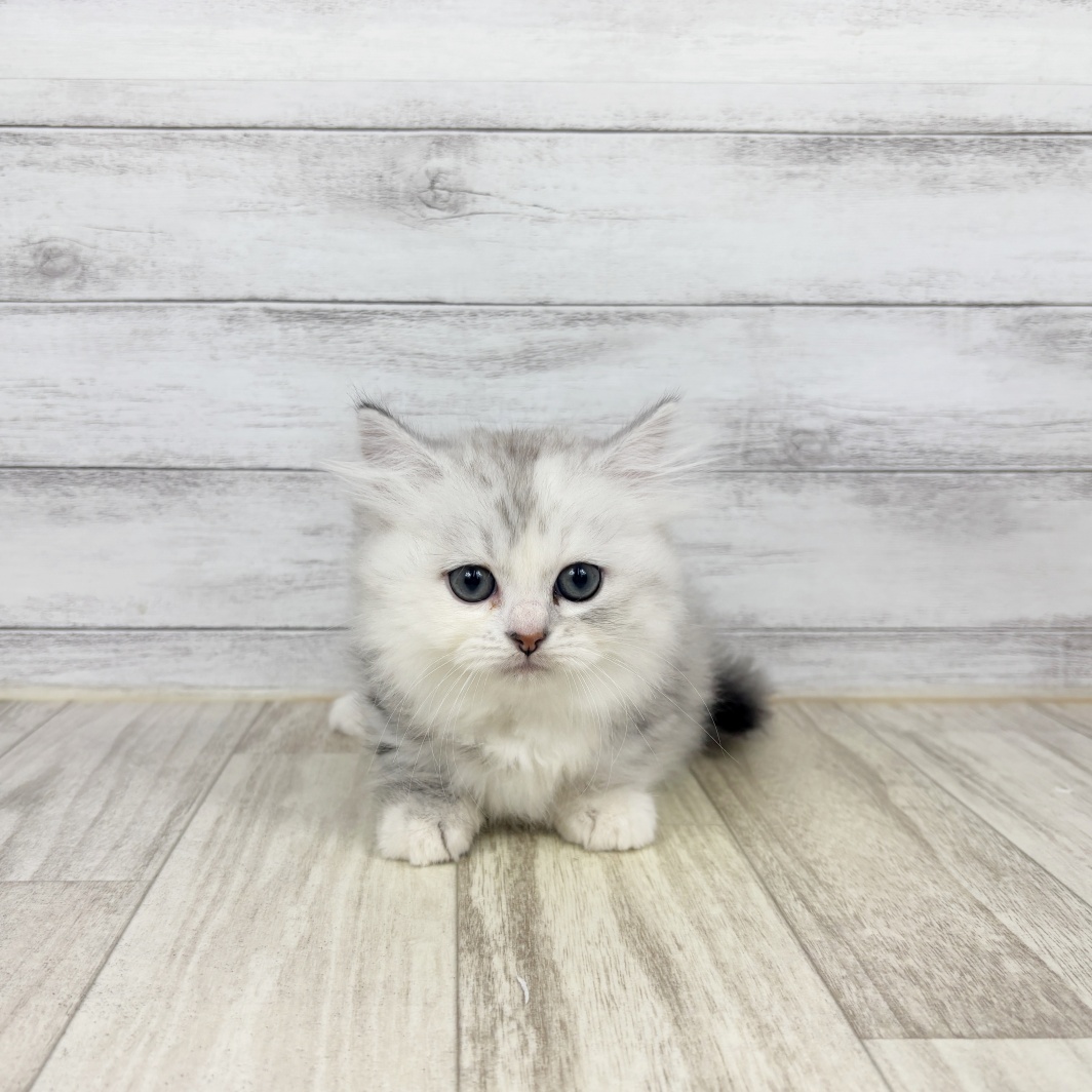 兵庫県のミヌエット (犬の家＆猫の里ゆめタウン姫路店/2026年6月21日生まれ/女の子/チンチラシルバー)の子猫