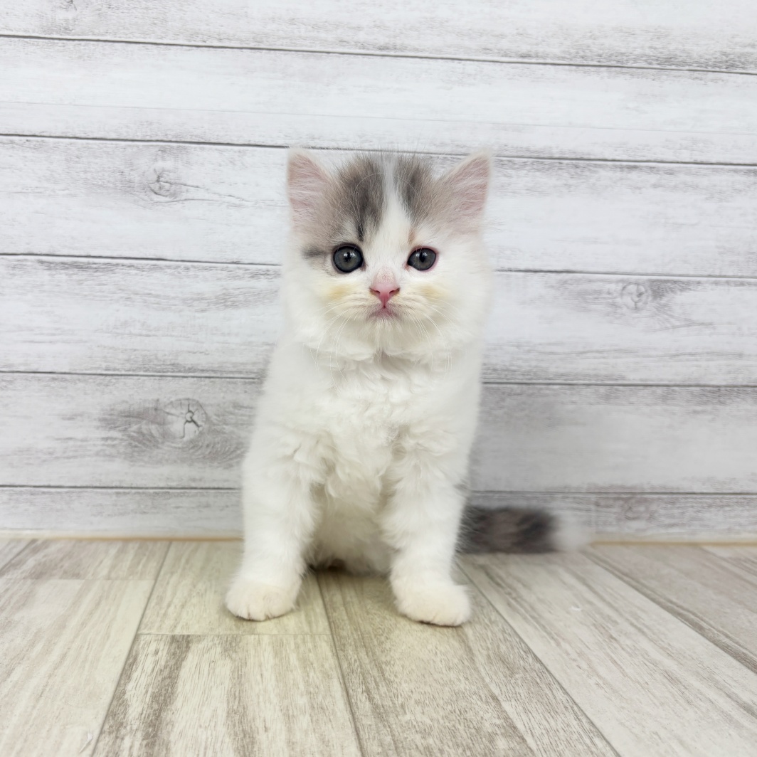 兵庫県のスコティッシュストレート (犬の家＆猫の里ゆめタウン姫路店/2026年6月21日生まれ/女の子/ブルーパッチドタビーホワイト)の子猫