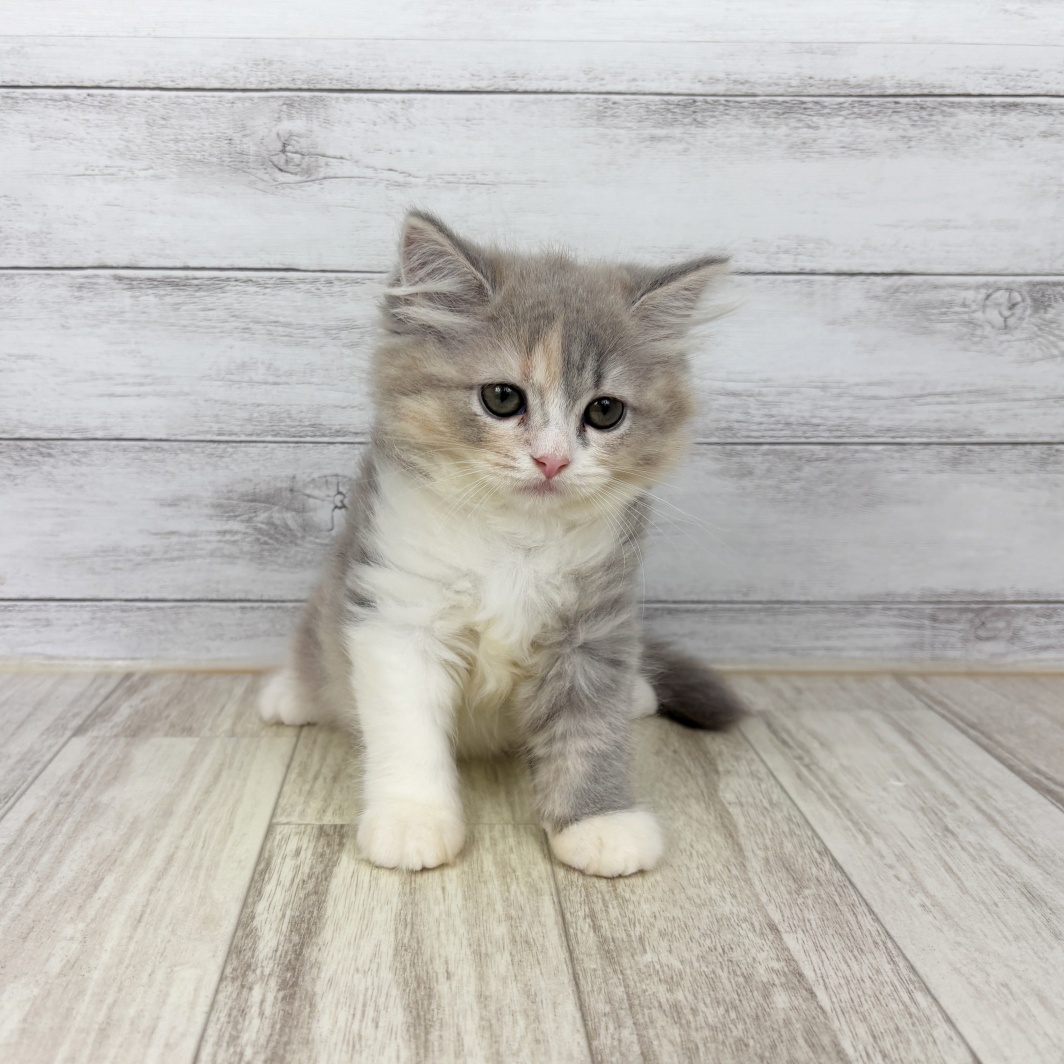 愛知県のスコティッシュストレート (犬の家＆猫の里春日井本店/2026年6月13日生まれ/女の子/ブルーパッチドタビーホワイト)の子猫