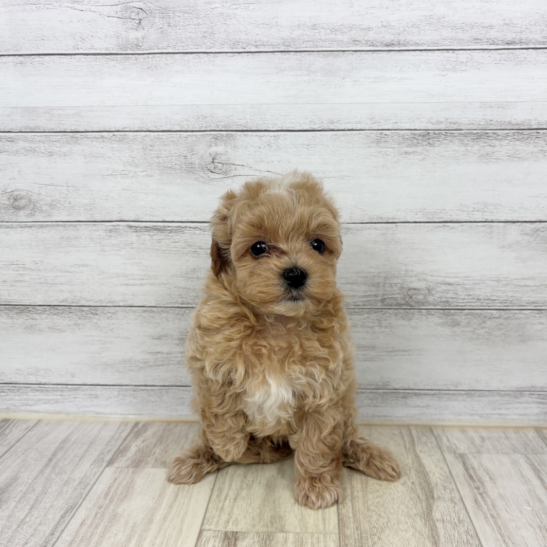 ハーフ犬男の子の写真