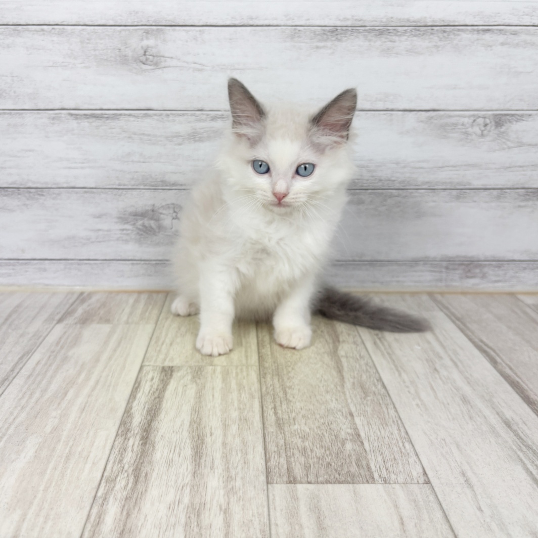 兵庫県のラグドール (犬の家＆猫の里神戸店/2026年6月18日生まれ/女の子/ブルーポイントバイカラー)の子猫