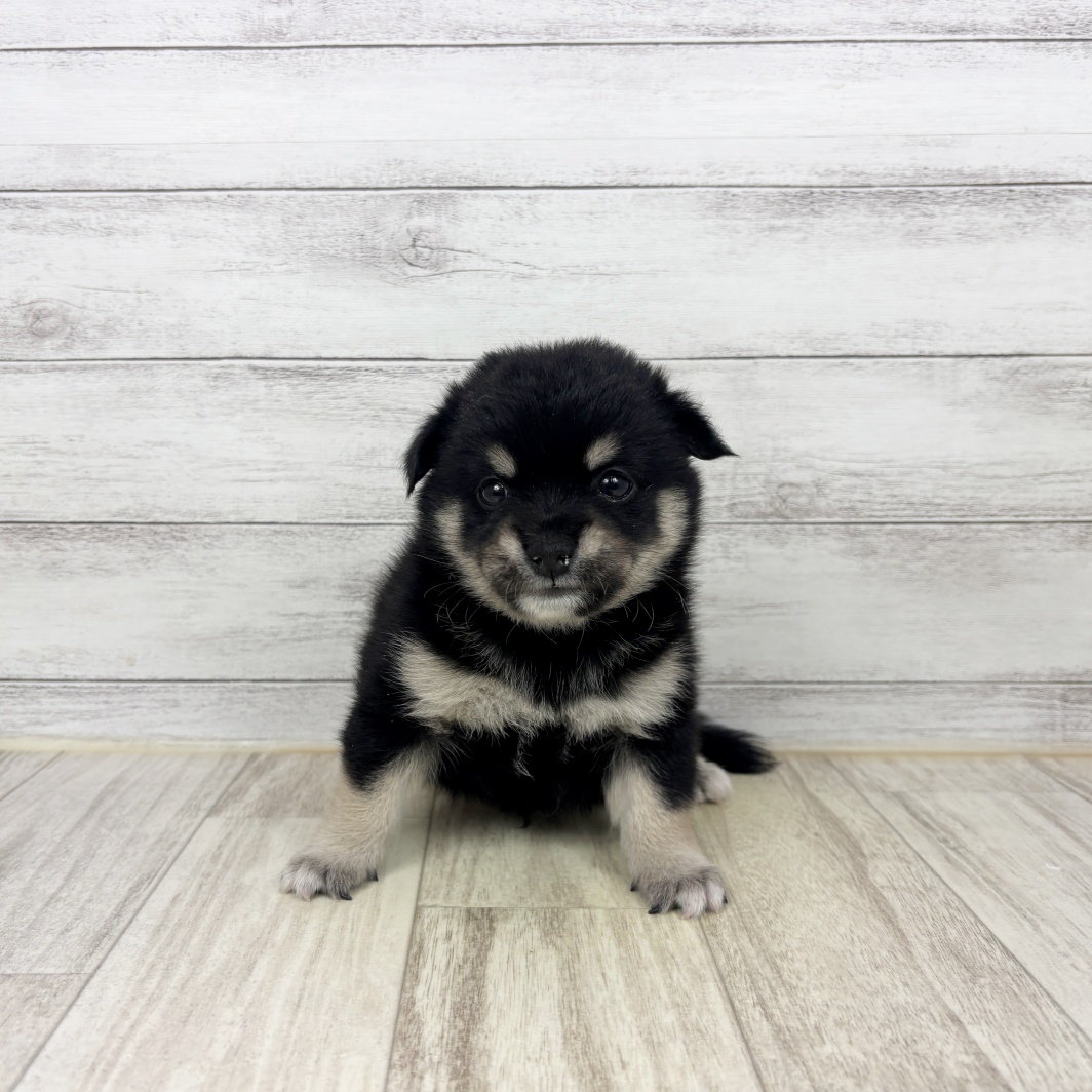 ハーフ犬男の子の写真