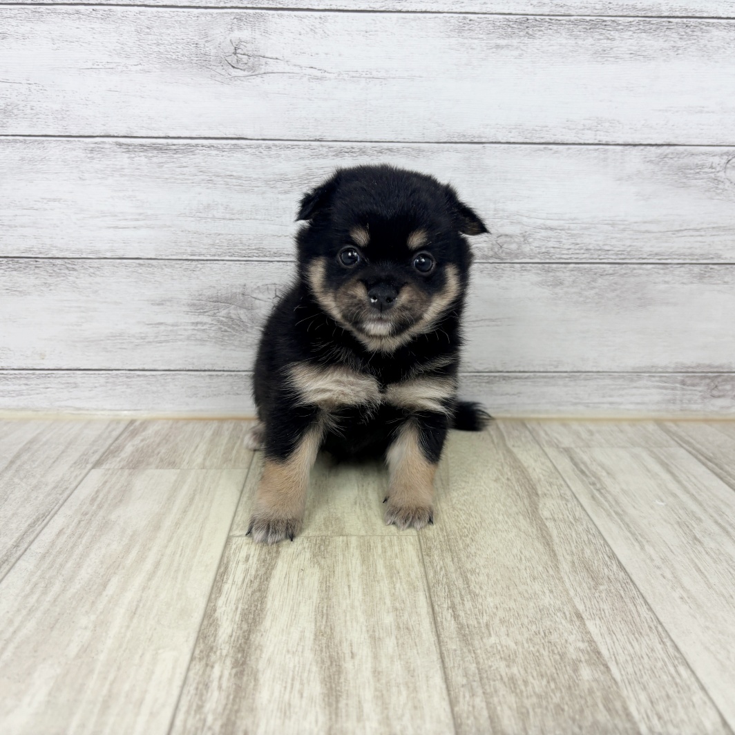 ハーフ犬女の子の写真