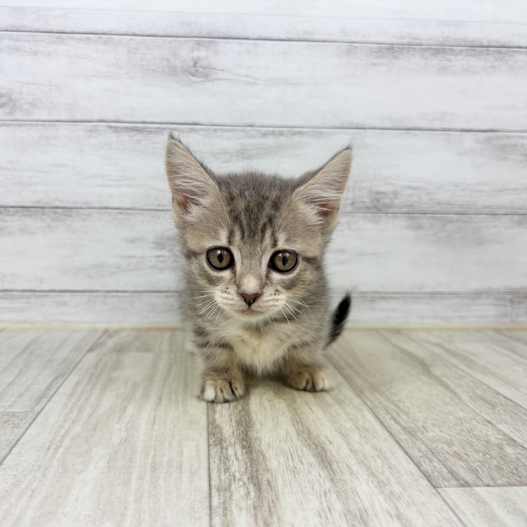 愛知県のマンチカン (犬の家＆猫の里春日井本店/2026年6月14日生まれ/女の子/ブルータビー)の子猫
