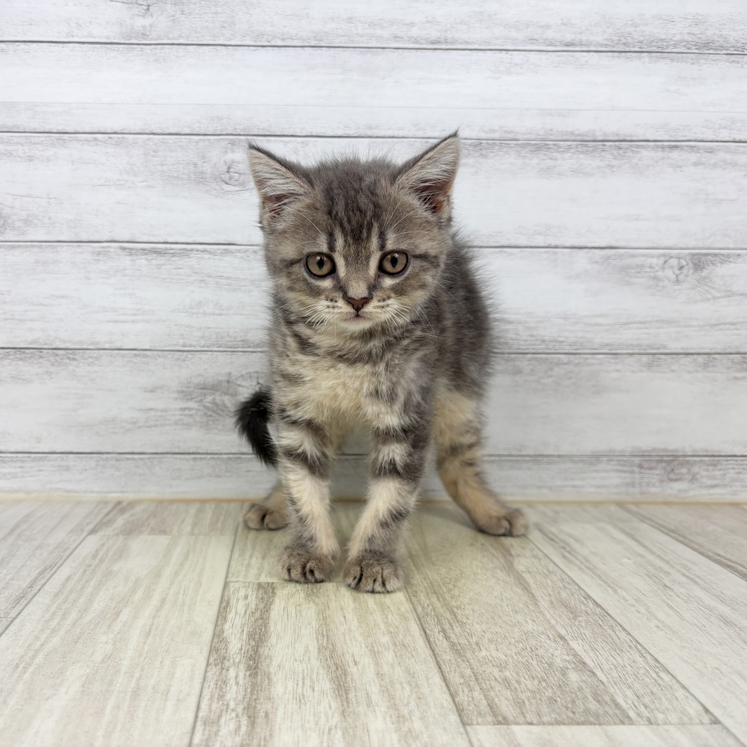 愛知県のマンチカン (犬の家＆猫の里春日井本店/2026年6月18日生まれ/女の子/ブルータビー)の子猫