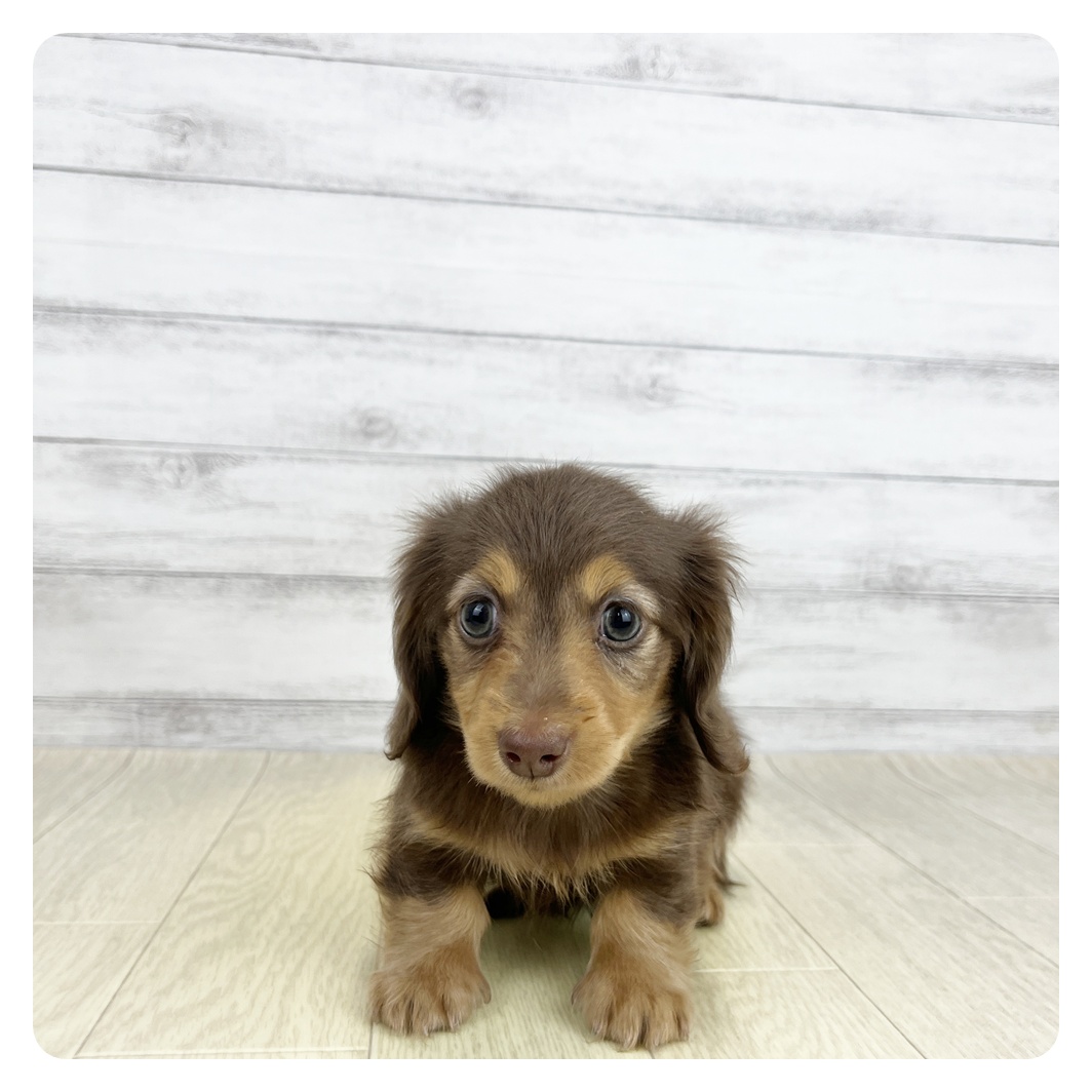 愛知県のカニンヘンダックスフンド(ロング) (犬の家＆猫の里七宝店/2026年6月20日生まれ/女の子/チョコレートタン)の子犬