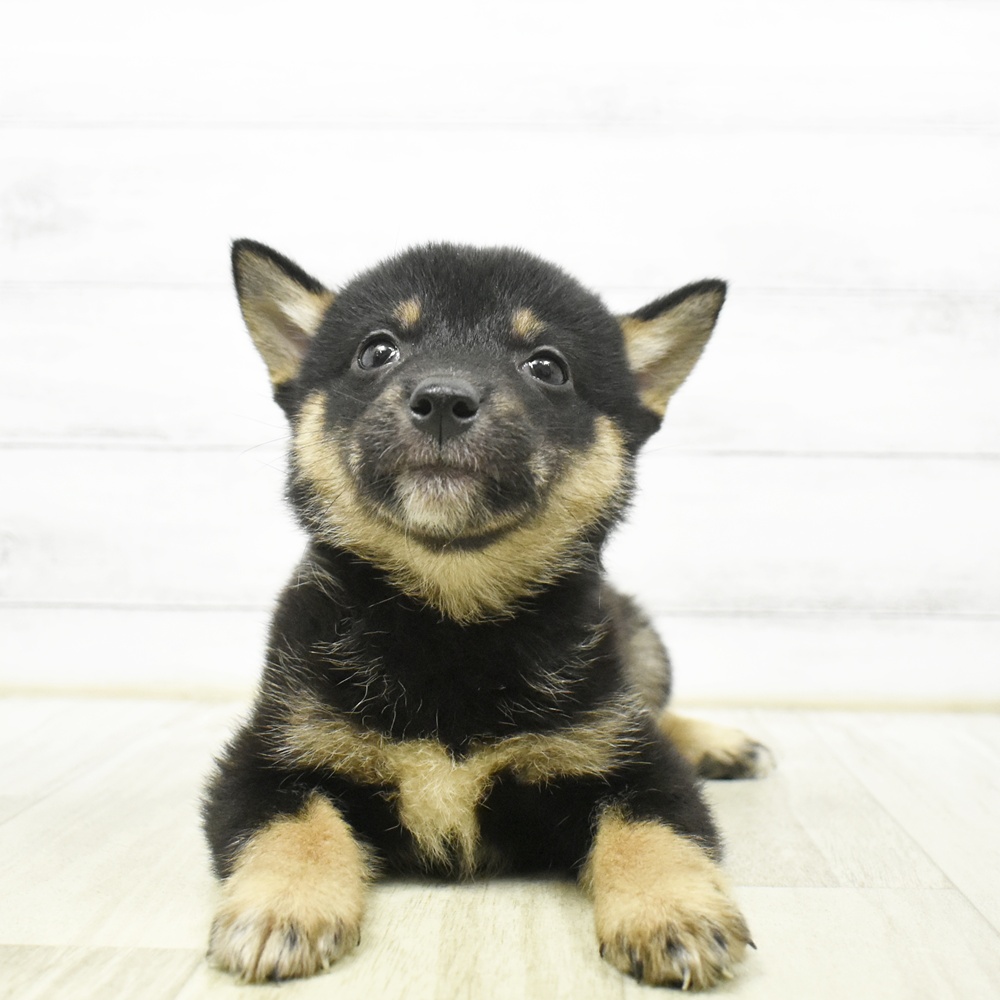 富山県の柴犬(標準サイズ) (犬の家＆猫の里アミーゴ山室店/2026年6月22日生まれ/男の子/黒)の子犬の2枚目の画像