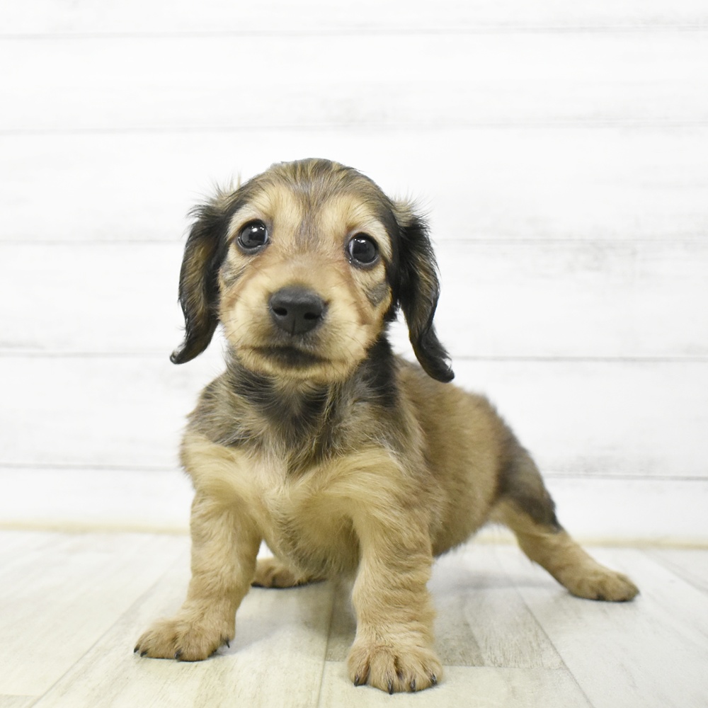 静岡県のミニチュアダックスフンド(ロング) (犬の家＆猫の里マークイズ静岡店/2026年6月22日生まれ/女の子/レッド)の子犬