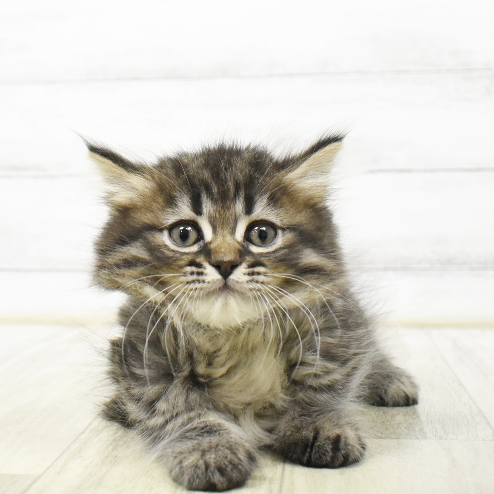 静岡県のミヌエット (犬の家＆猫の里マークイズ静岡店/2026年6月23日生まれ/男の子/ブラウンタビー)の子猫