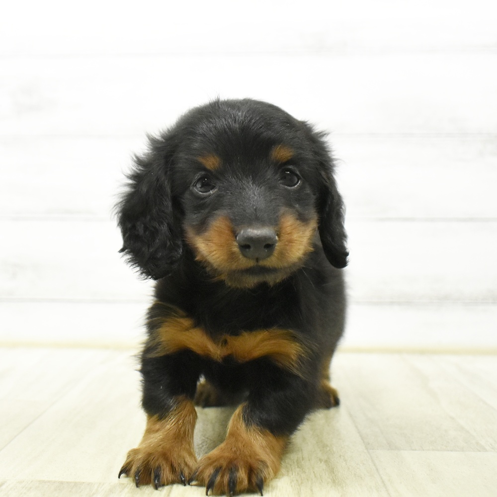 静岡県のミニチュアダックスフンド(ロング) (犬の家＆猫の里プレ葉ウォーク浜北店/2026年6月22日生まれ/女の子/ブラックタン)の子犬