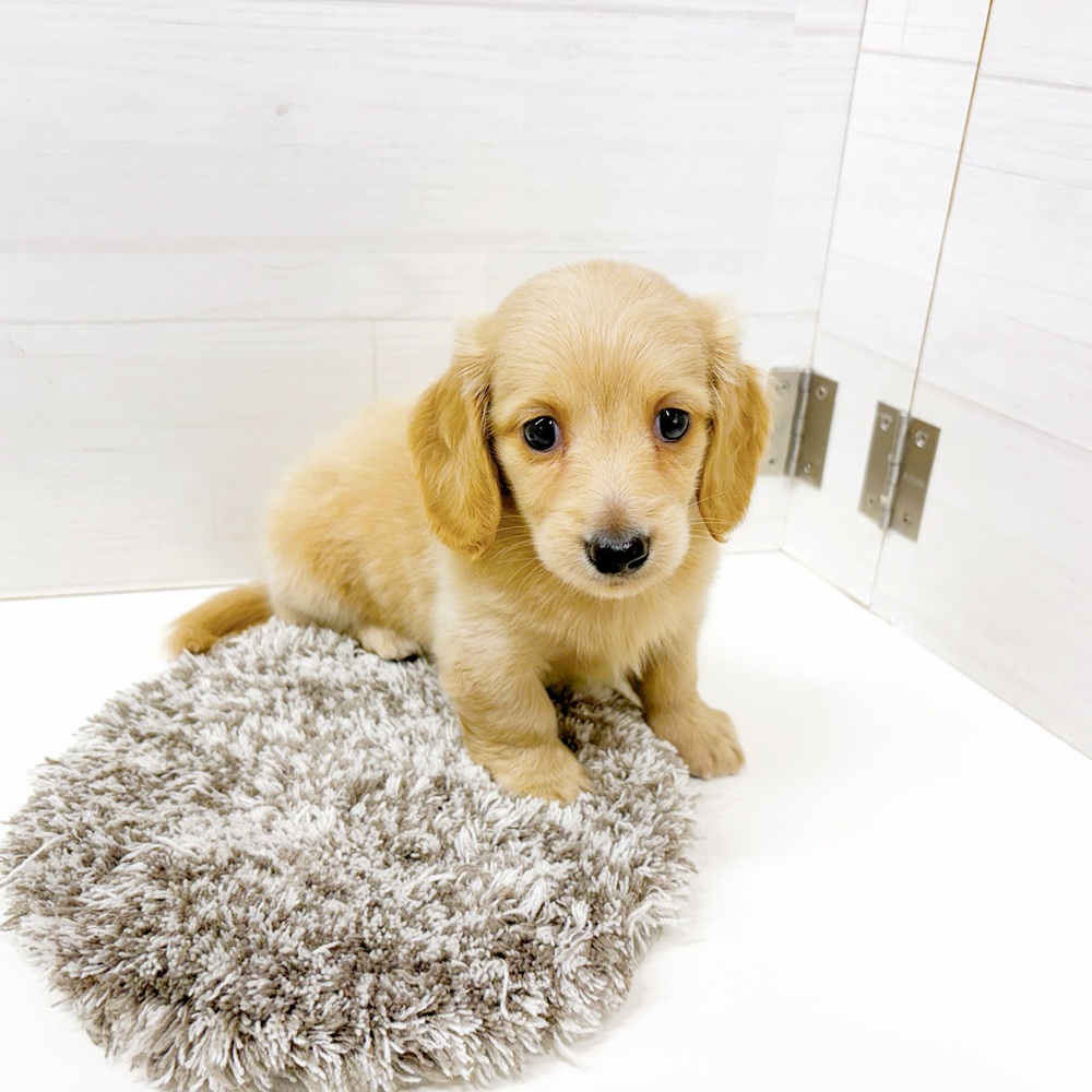 石川県のミニチュアダックスフンド(ロング) (犬の家＆猫の里アミーゴ金沢おこばた店/2026年6月21日生まれ/女の子/イエロー)の子犬の1枚目の画像