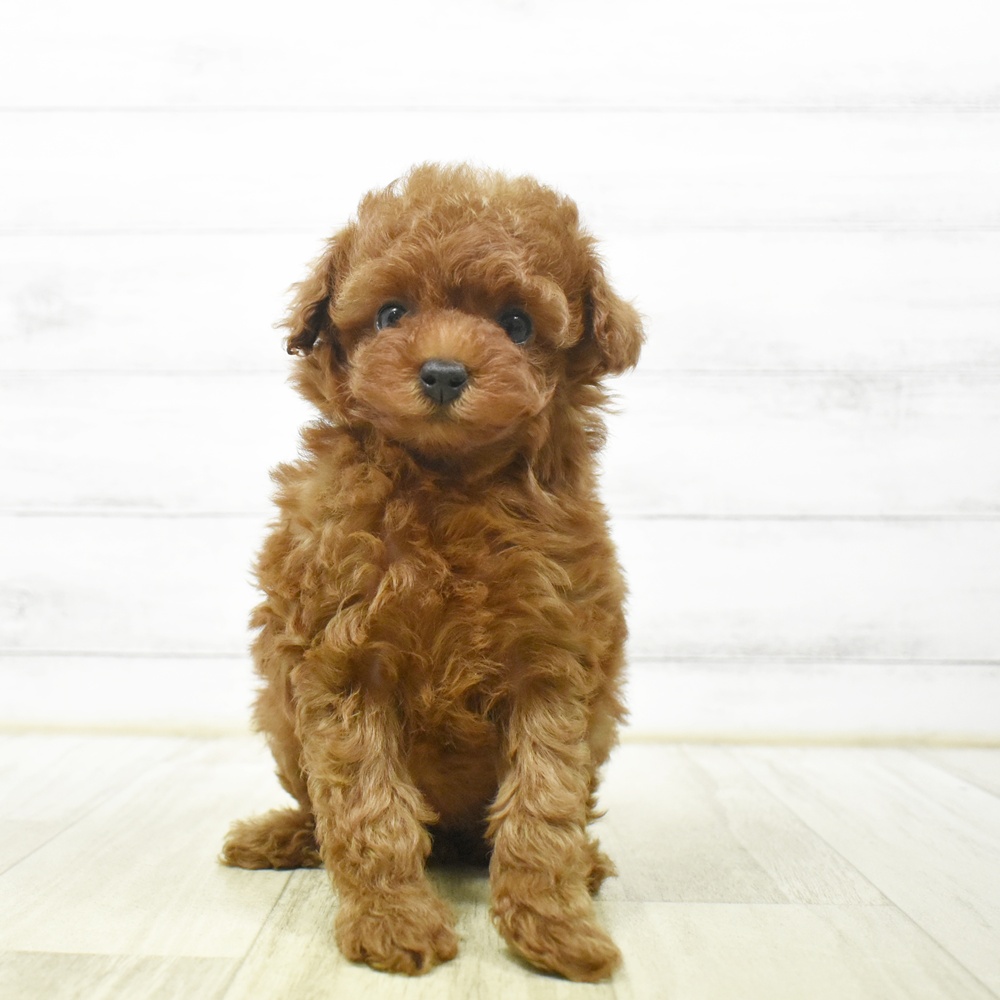 神奈川県のトイプードル(トイ) (犬の家＆猫の里元住吉ブレーメン通り店/2026年6月20日生まれ/女の子/レッド)の子犬の3枚目の画像
