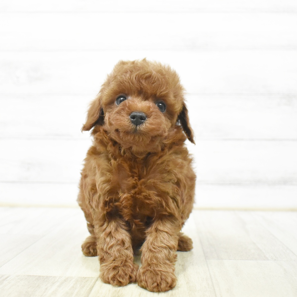 静岡県のトイプードル(トイ) (犬の家＆猫の里プレ葉ウォーク浜北店/2026年6月20日生まれ/男の子/レッド)の子犬