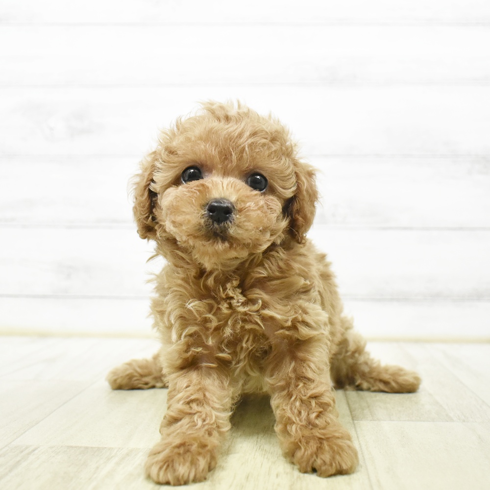 福井県のトイプードル(タイニー) (犬の家＆猫の里アミーゴ福井店/2026年6月22日生まれ/男の子/アプリコット)の子犬
