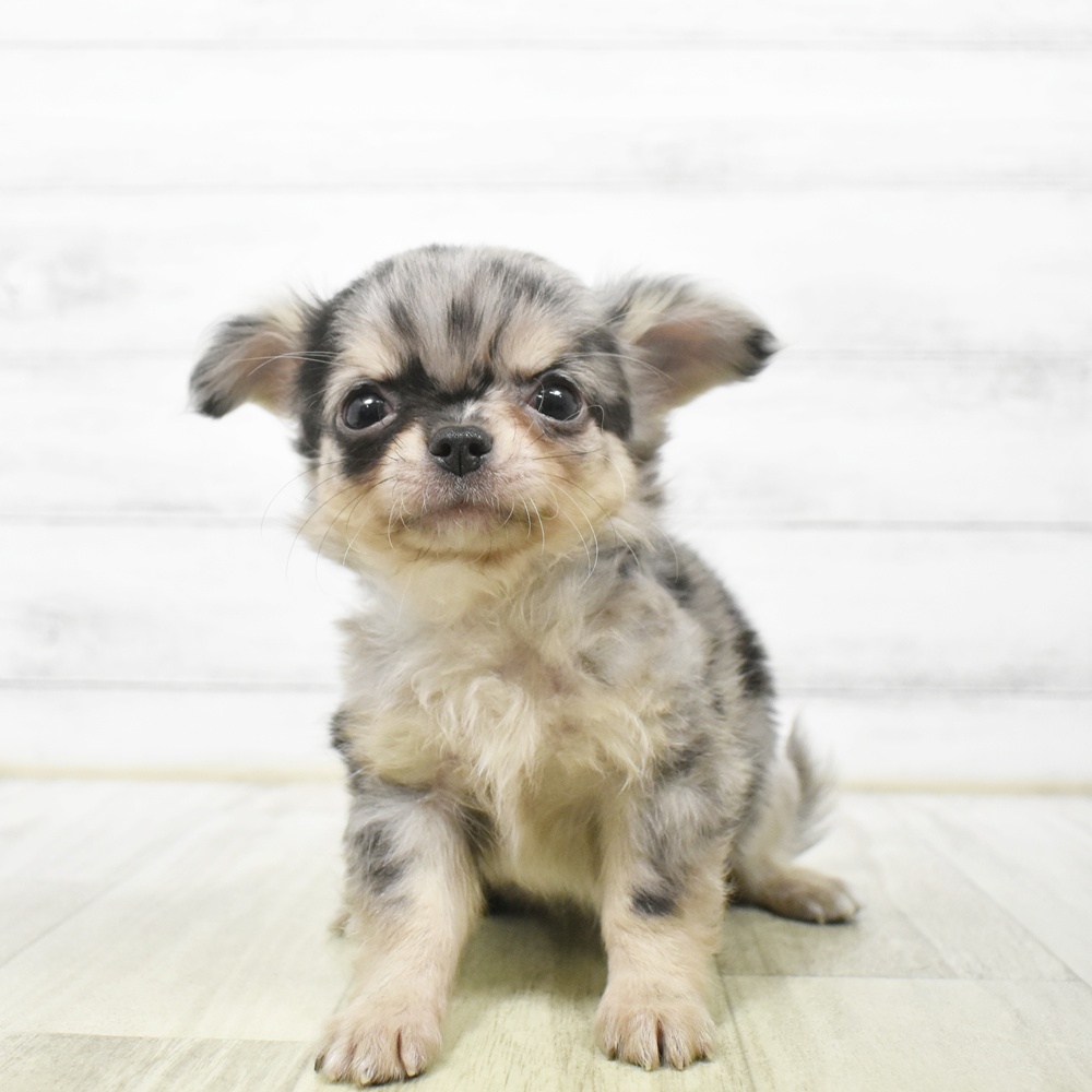 愛知県のチワワ(ロング) (犬の家＆猫の里安城店/2026年6月22日生まれ/男の子/ブルーマールタン)の子犬