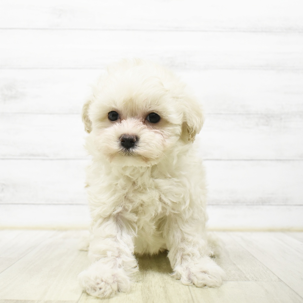 ハーフ犬男の子の写真