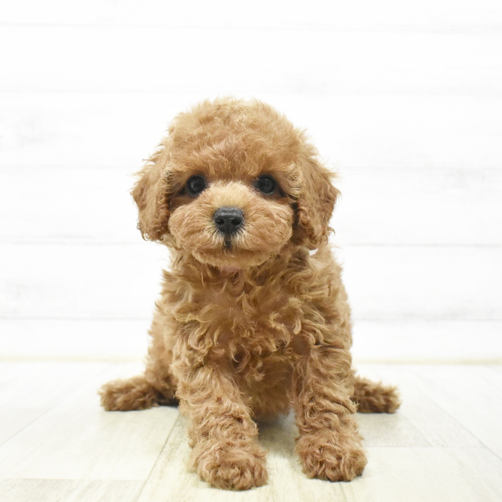 三重県のトイプードル(トイ) (犬の家＆猫の里三重桑名店/2026年6月21日生まれ/女の子/レッドフォーン)の子犬