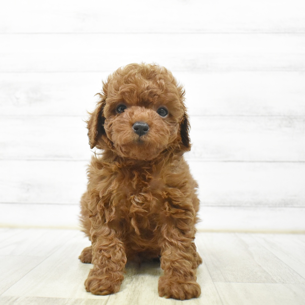千葉県のトイプードル(トイ) (犬の家＆猫の里ワンズモール稲毛店/2026年6月21日生まれ/男の子/レッドフォーン)の子犬