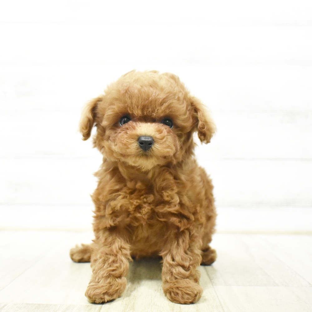 愛知県のトイプードル(ティーカップ) (犬の家＆猫の里安城店/2026年6月20日生まれ/女の子/アプリコット)の子犬