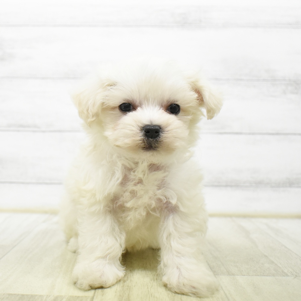 長野県のハーフ犬・ミックス犬 (犬の家＆猫の里長野店/2026年6月18日生まれ/男の子/ホワイト)の子犬