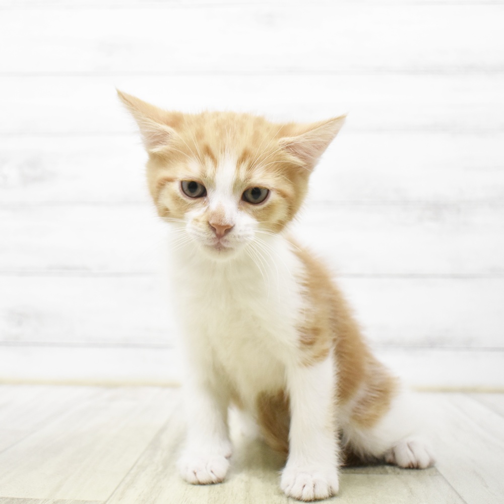 静岡県のマンチカン (犬の家＆猫の里マークイズ静岡店/2026年6月23日生まれ/男の子/レッドタビーホワイト)の子猫
