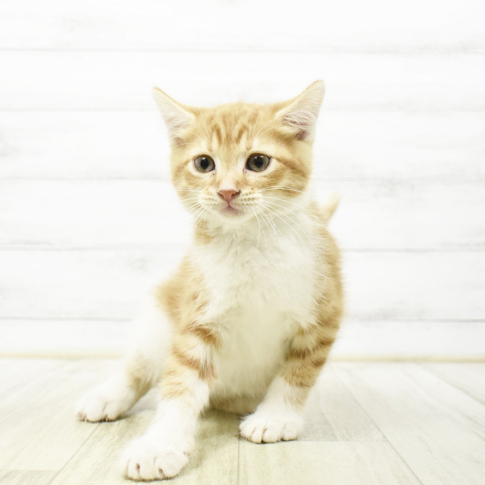 神奈川県のマンチカン (犬の家＆猫の里元住吉ブレーメン通り店/2026年6月19日生まれ/女の子/レッドタビーホワイト)の子猫