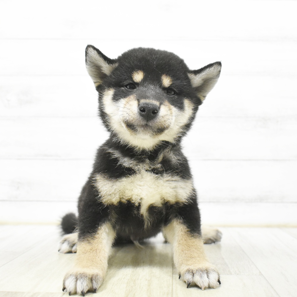 静岡県の柴犬(標準サイズ) (犬の家＆猫の里マークイズ静岡店/2026年6月21日生まれ/男の子/黒)の子犬